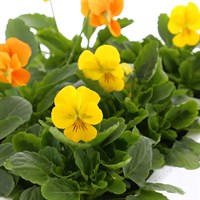 Viola F1 Citrus Mixed 6 Pack Boxed Bedding