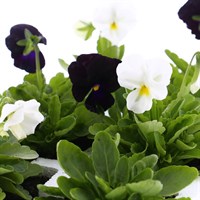 Viola F1 Ebony & Ivory 6 Pack Boxed Bedding
