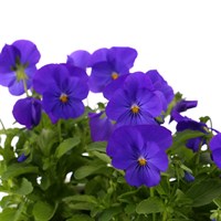 Viola F1 Blue 6 Pack Boxed Bedding