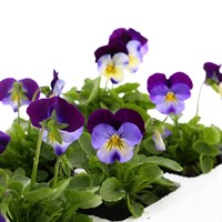 Viola F1 Denim 6 Pack Boxed Bedding