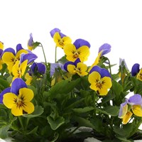Viola F1 Yellow Blue Wing 6 Pack Boxed Bedding