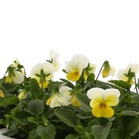 Viola F1 Lemon Chiffon 6 Pack Boxed Bedding