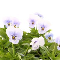 Viola F1 Marina 6 Pack Boxed Bedding
