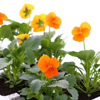 Viola F1 Penny Orange 6 Pack Boxed Bedding