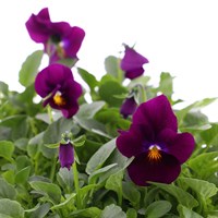 Viola F1 Plum Velvet 6 Pack Boxed Bedding