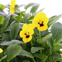 Viola F1 Yellow Blotch 6 Pack Boxed Bedding