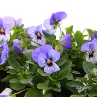 Viola F1 Yesterday Today Tomorrow 6 Pack Boxed Bedding