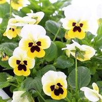 Viola F1 Lemon Ice Blotch 6 Pack Boxed Bedding