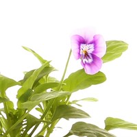 Viola Lilac Hybrid 10.5cm Pot Bedding