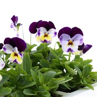 Viola F1 Mickey 6 Pack Boxed Bedding