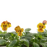 Viola F1 Angel Tiger Eye 6 Pack Boxed Bedding