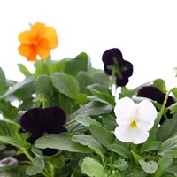 Viola F1 Tricky Halloween Mixed 6 Pack Boxed Bedding