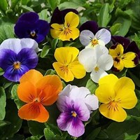 Viola Trio 13cm Pot Bedding