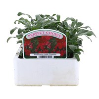 Wallflower Aida Carmine 6 Pack Boxed Bedding