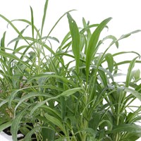 Wallflower Aida Primrose 6 Pack Boxed Bedding