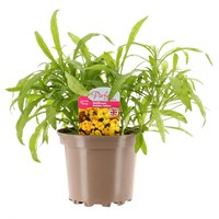 Wallflower Golden Yellow 2L Pot Bedding