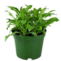 Wallflower Assorted Colours 2L Pot Bedding