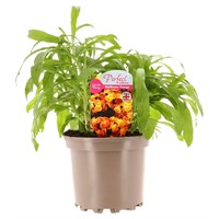 Wallflower Orange 2L Pot Bedding