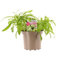 Wallflower Primrose 2L Pot Bedding 