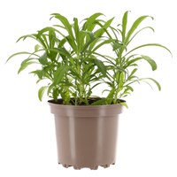 Wallflower Purple Bedder 2L Pot Bedding 