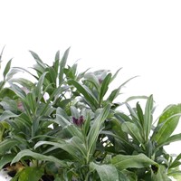 Wallflower Purple Bedder 6 Pack Boxed Bedding