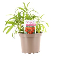 Wallflower Scarlet 2L Pot Bedding 