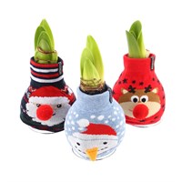Amaryllis (Single) Waxed Christmas Houseplant - Jumper Various Designs