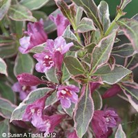 Weigela Monet - 7.5L Pot