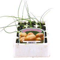 White Onion Icenie 12 Pack Boxed Vegetable