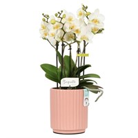 White Orchid in Salmon Ceramic 12cm Pot