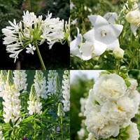 White Perennial Set - Mixed Varieties - 3 x 2L