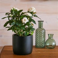 White Rose Houseplant - 10.5cm Pot