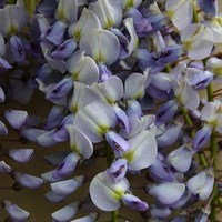 Wisteria Caroline in a 3L Deep Pot Climber Plant