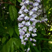 Wisteria floribunda Black Dragon in a 3L Deep Pot Climber Plant