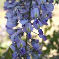 Wisteria Floribunda Domino in a 3L Deep Pot Climber Plant