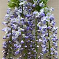 Wisteria floribunda Geisha in a 3L Deep Pot Climber Plant