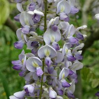 Wisteria floribunda Lavender Lace in a 3L Deep Pot Climber Plant