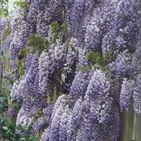 Wisteria Sinensis Blue Sapphire in a 3L Deep Pot Climber Plant