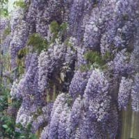 Wisteria sinensis Blue Sapphire in a 3L Deep Pot Climber Plant