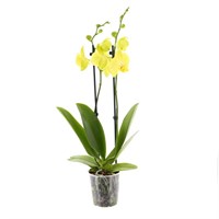 Orchid Yellow (Phalaenopsis) Houseplant 12cm Pot