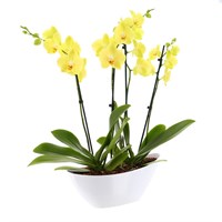 Orchid Yellow (Phalaenopsis) Houseplant In White Plastic Boat - 60 to 70cm
