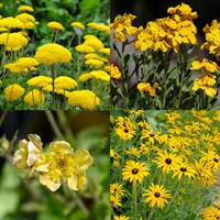 Yellow Perennial Set - Mixed Varieties - 3 x 2L