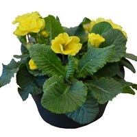 Primrose Bedding Bowl Yellow 16cm Pot