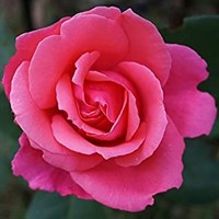 You're Beautiful Bush Rose 5.5L Pot (3YOBE)
