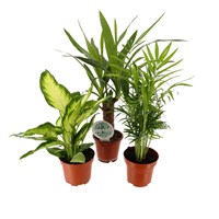 Mixed Houseplant Set - Yucca, Dieffenbachia & Chamaedorea Elegans - 3 x 12-13cm Pots