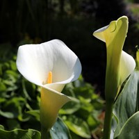 Zantedeschia Aet. Crowborough Perennial Plant 2L Pot - Set of 3