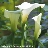 Zantedeschia aet. Crowborough Perennial Plant 9cm Pot - Set of 3
