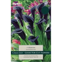 Taylors Bulbs Zantedeschia Odessa (Single Pack) (TS712)
