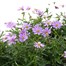 Brachyscome Collection 6 Pack Boxed Bedding