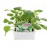 Cabbage White Coleslaw 12 Pack Boxed Vegetable